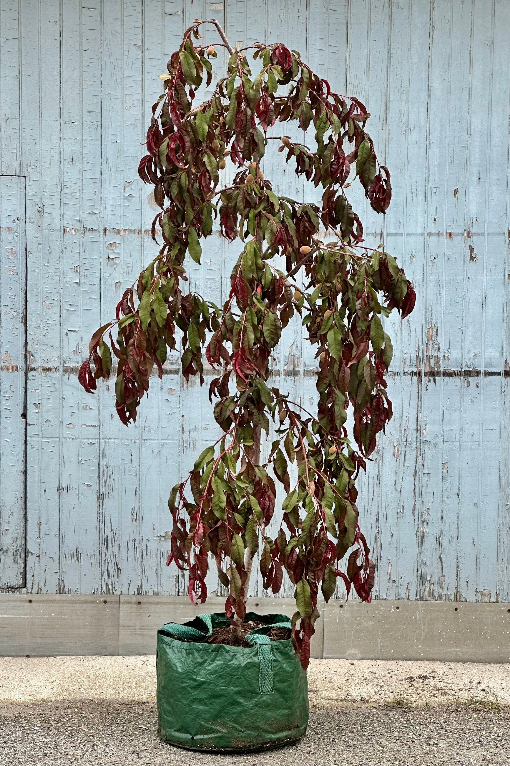 A Prunus 'Crimson Cascade' in the beginning of June with its weeping branches and green burgundy leaves ©Sprout Home 