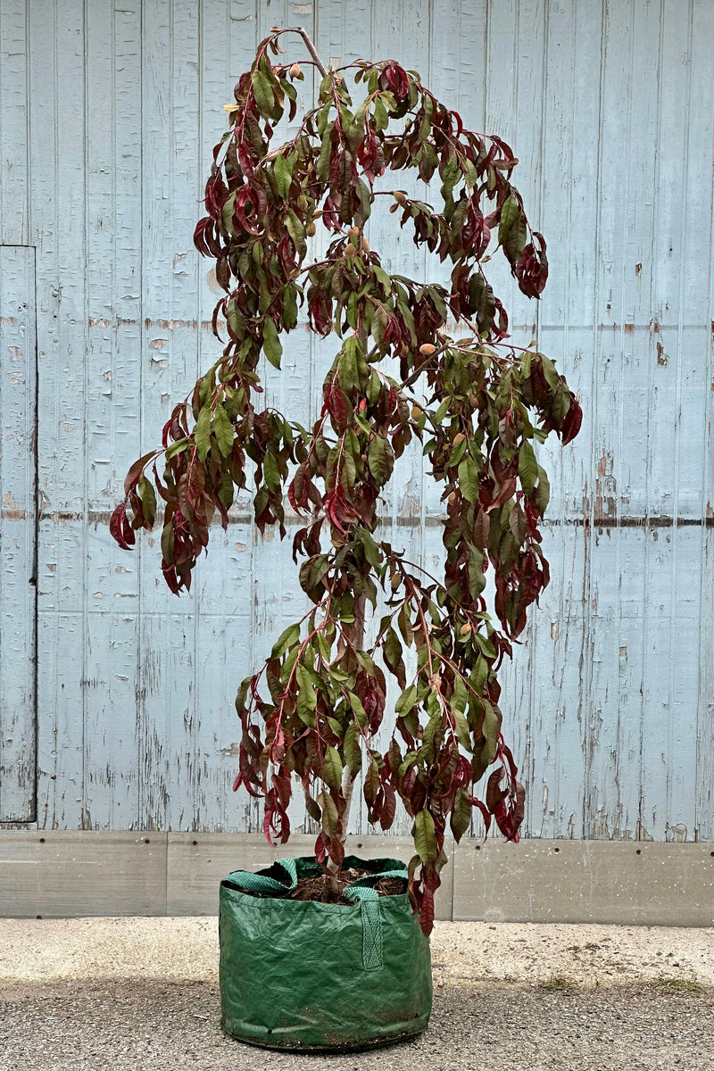 A Prunus 'Crimson Cascade' in the beginning of June with its weeping branches and green burgundy leaves