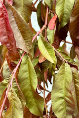 The bronze burgundy leaves of the Prunus 'Crimson Cascade' up close the beginning of June