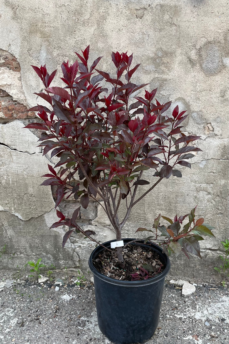 Prunus cistena in a #2 growers pot showing off its deep maroon leaves after bloom mid May against a concrete wall. 