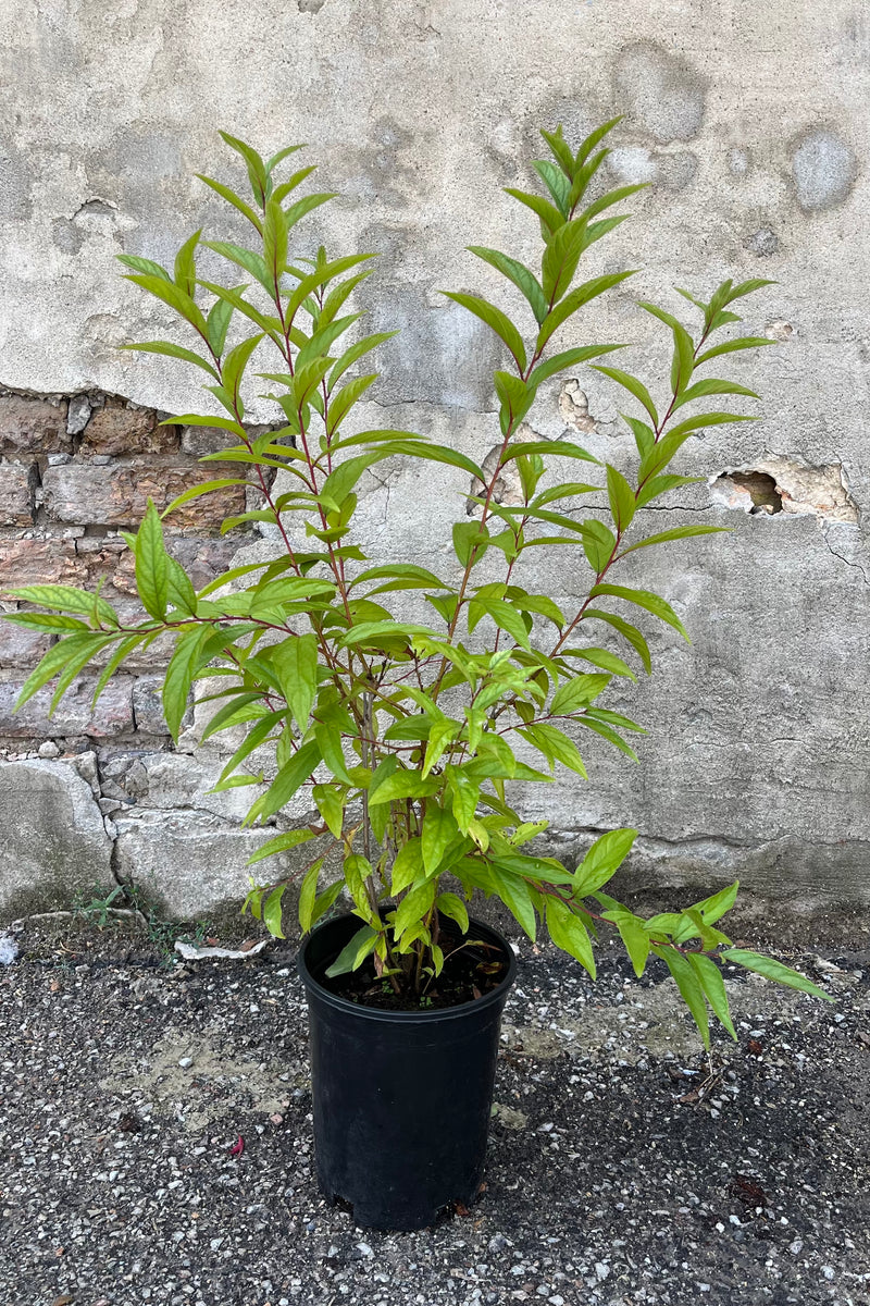 Prunus 'Rosea Plena' in a growers pot, mid-summer, end of July after it's bloom cycle has completed, showing lovely bright green leaves