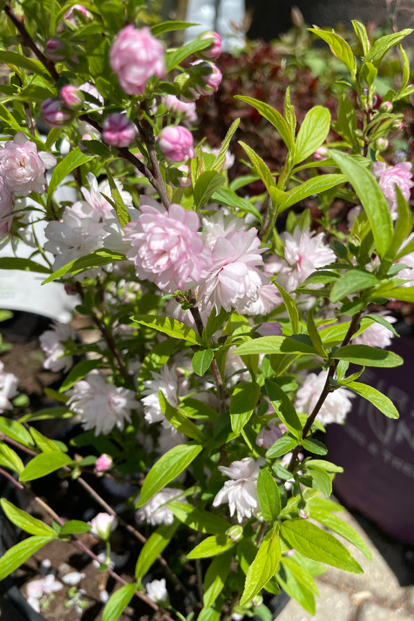 Prunus 'Rosea Plena' in bloom the beginning of May showing the fluffy light pink flowers. 