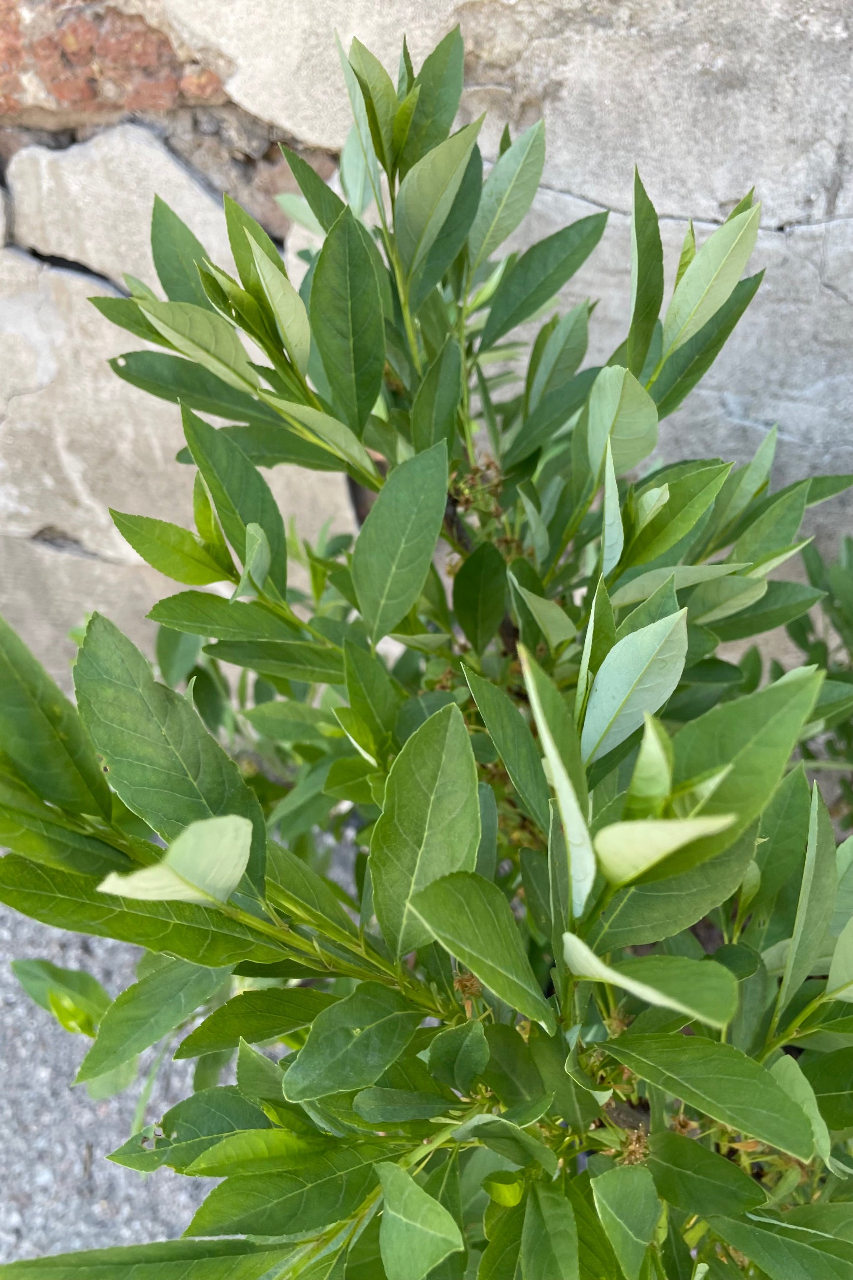 A close up picture of the green ovate leaves of the Prunus 'Jade Parade' after bloom mid May   ©Sprout Home