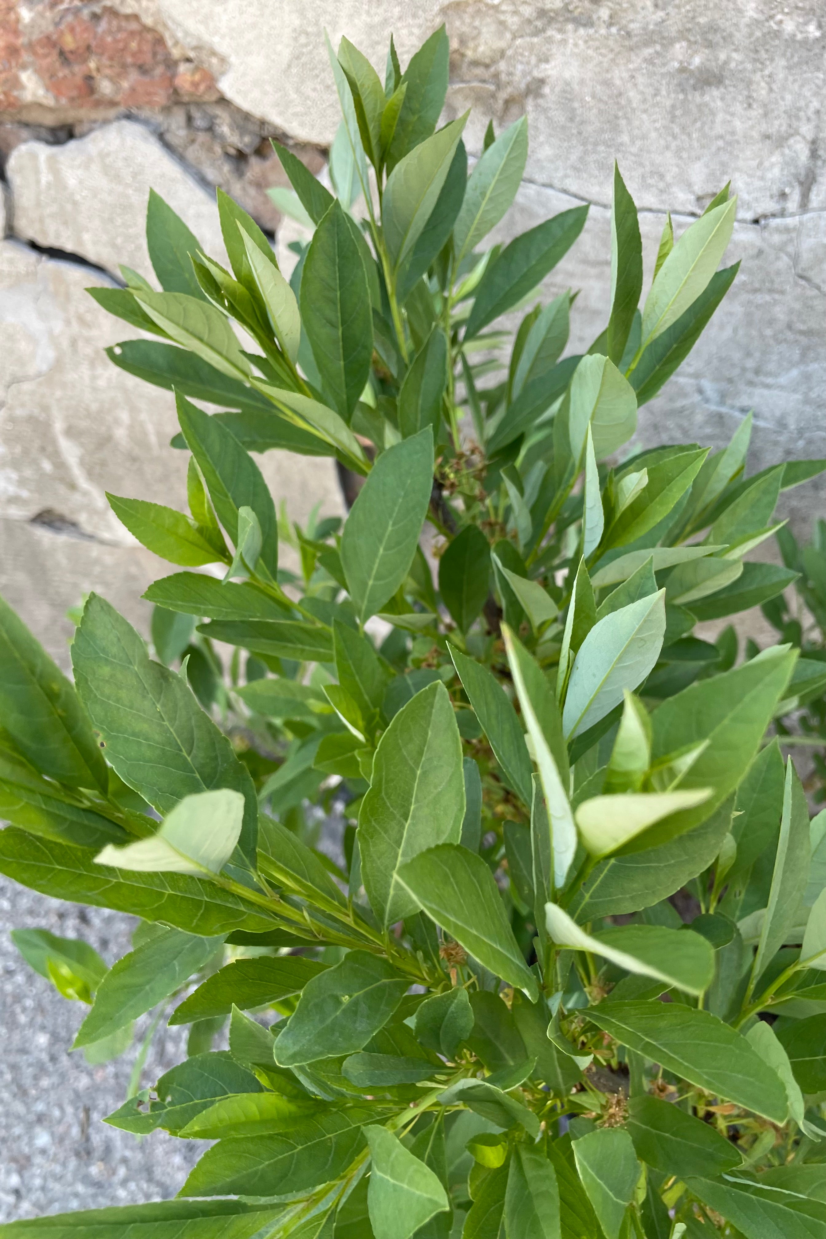 A close up picture of the green ovate leaves of the Prunus 'Jade Parade' after bloom mid May