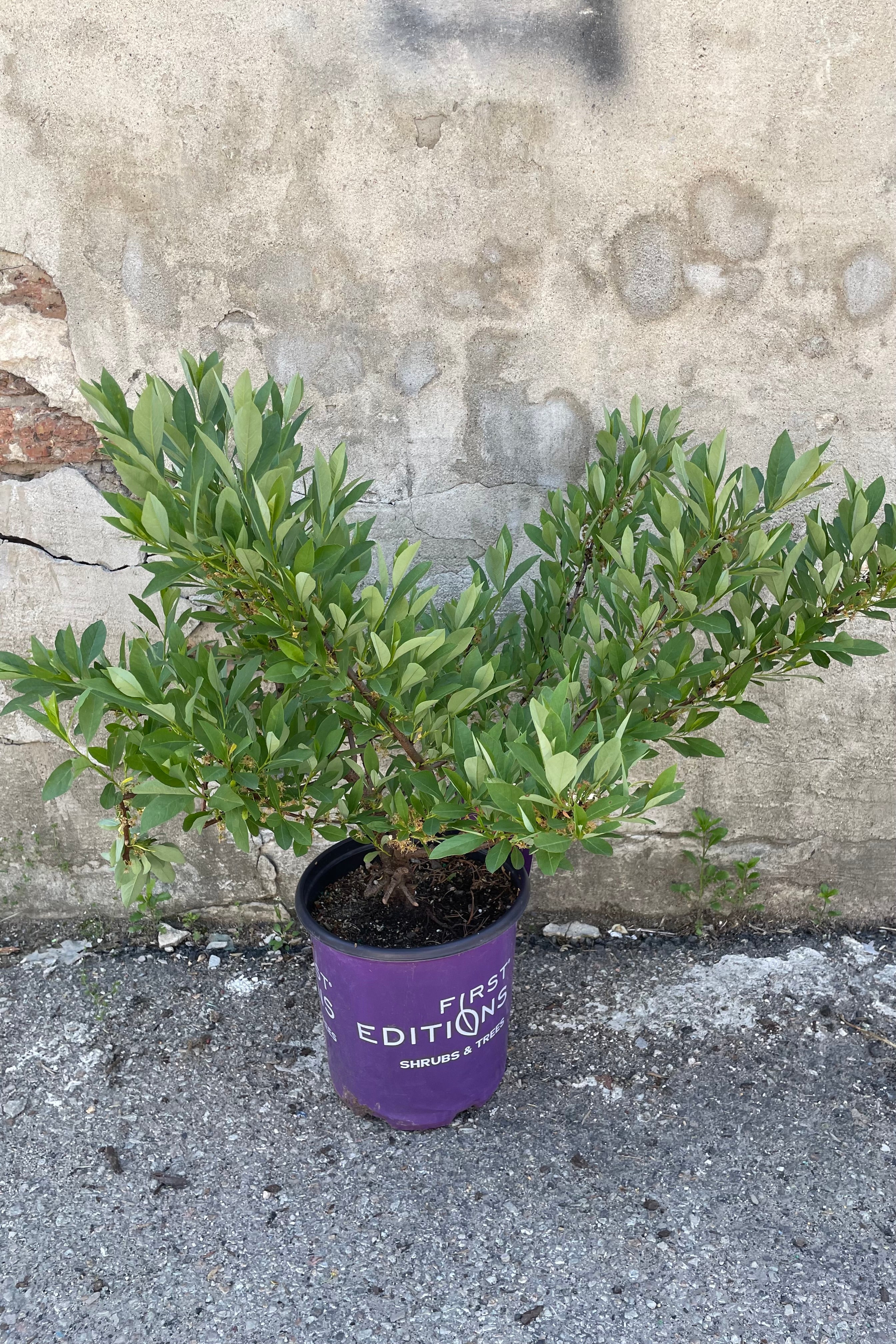 Prunus 'Jade Parade' in a #2 pot middle of May after bloom showing the abundant green ovate leaves in front of a concrete wall. 