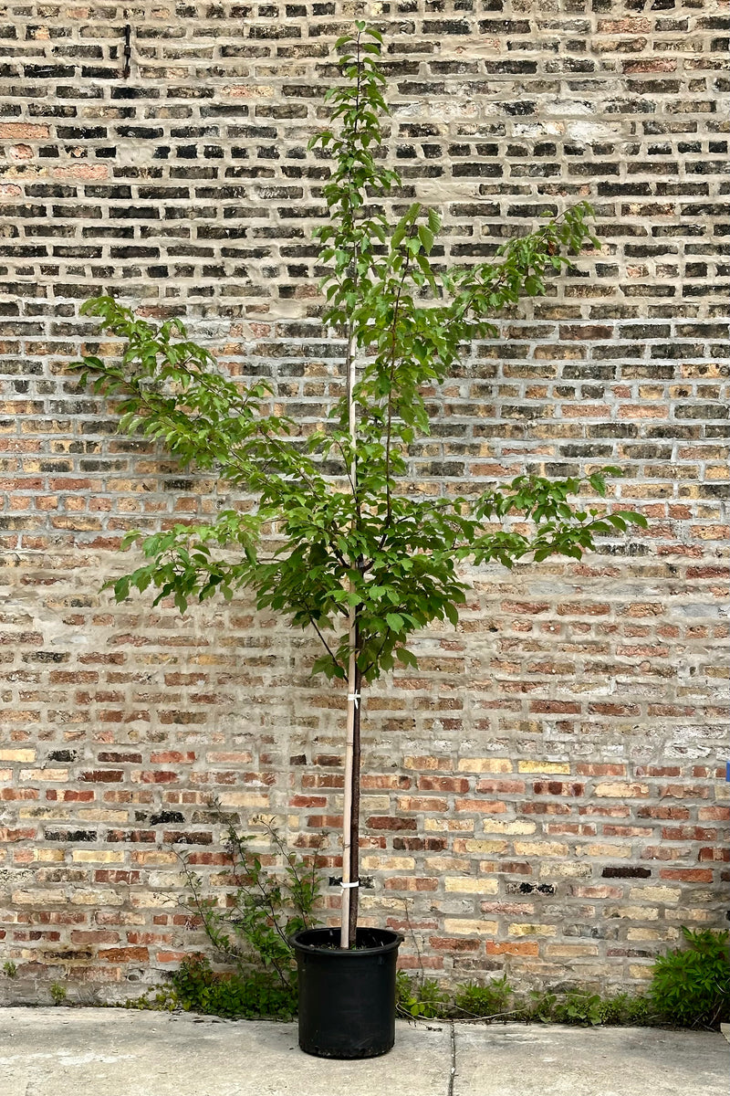 Prunus 'Spring Wonder' the beginning of June with it green leaves and in a #10 growers pot against a brick wall. 