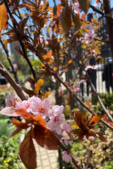 Prunus 'Thundercloud' the beginning of May with its pink blooms and dark foliage up close.
