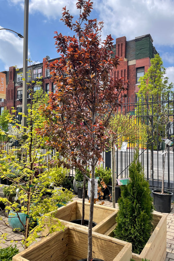 Prunus 'Thundercloud' the beginning of May #10 pot size sitting in a wood container showing off its darker leaves with bright green leaves of other trees behind it. 