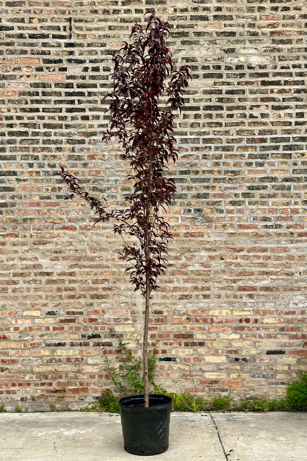 Prunus 'Corinthian Rose' in a #10 growers pot the beginning of June with its rich burgundy leaves. 