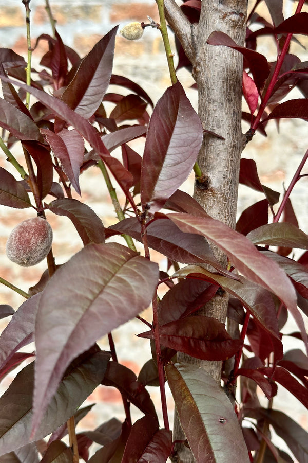 Prunus 'Corinthian Rose' burgundy leaves and the start of fruit the beginning of June at Sprout Home. 