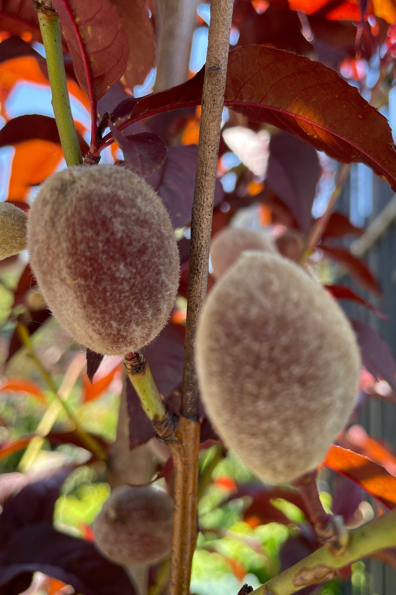 The Corinthian Rose Prunus the beginning of June showing a close up of the beginning of its fuzzy covered fruits. 