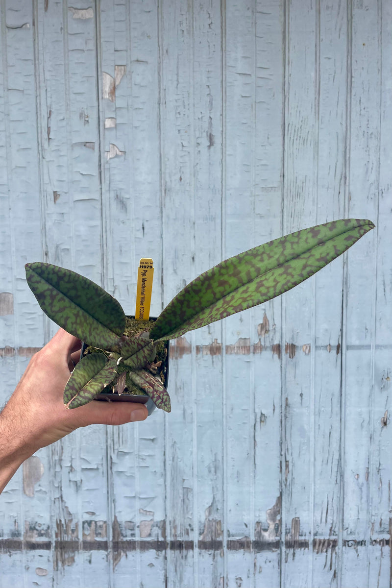 Photo of a hand holding a plant in a square pot against a gray wall. The plant is tipped and facing the viewer and has stiff dark green leaves mottled with red. It is a psychopsis orchid.