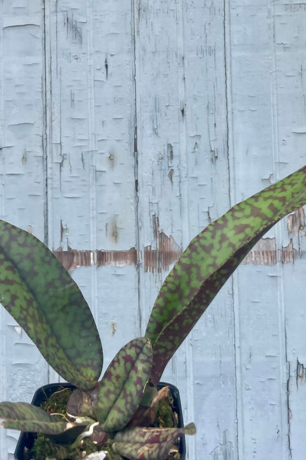 Photo of a plant in a square pot against a gray wall. The plant is tipped and facing the viewer and has stiff dark green leaves mottled with red. It is a psychopsis orchid.