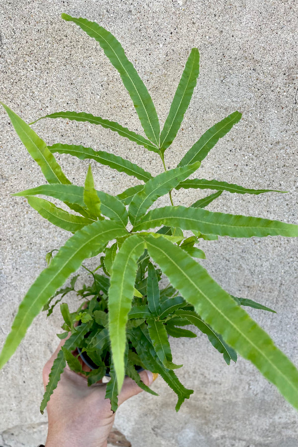 A detailed overhead view of Pteris cretica 'Mayi' 4" against concrete backdrop