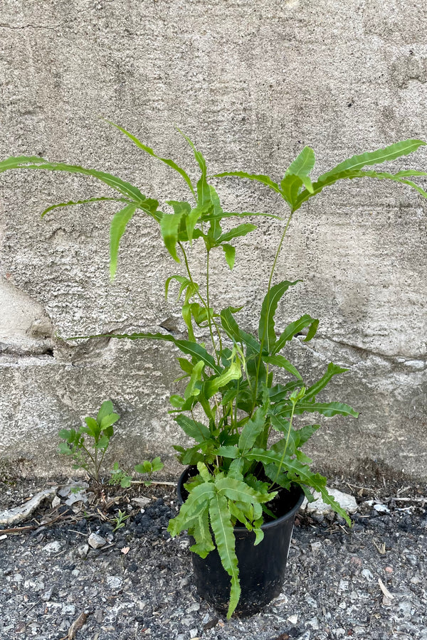 A full view of Pteris cretica 'Mayi' 4" in grow pot against concrete backdrop