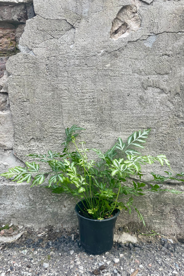 Pteris ensiformis Silver Lace fern houseplant in a black pot against a cement wall.