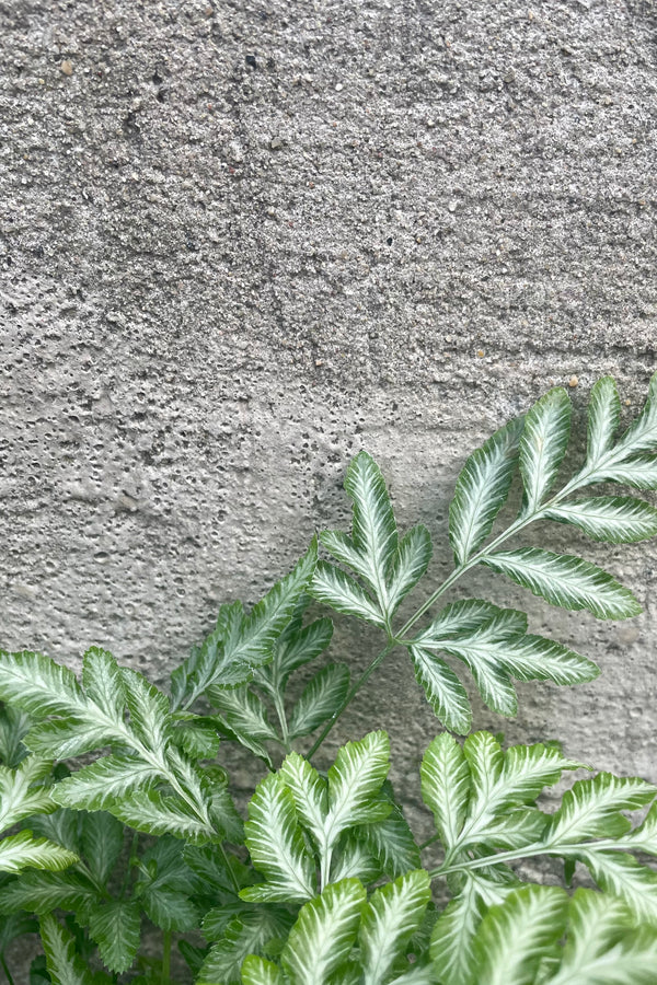 A detailed look at the Pteris ensiformis fern leaves against a cement wall.