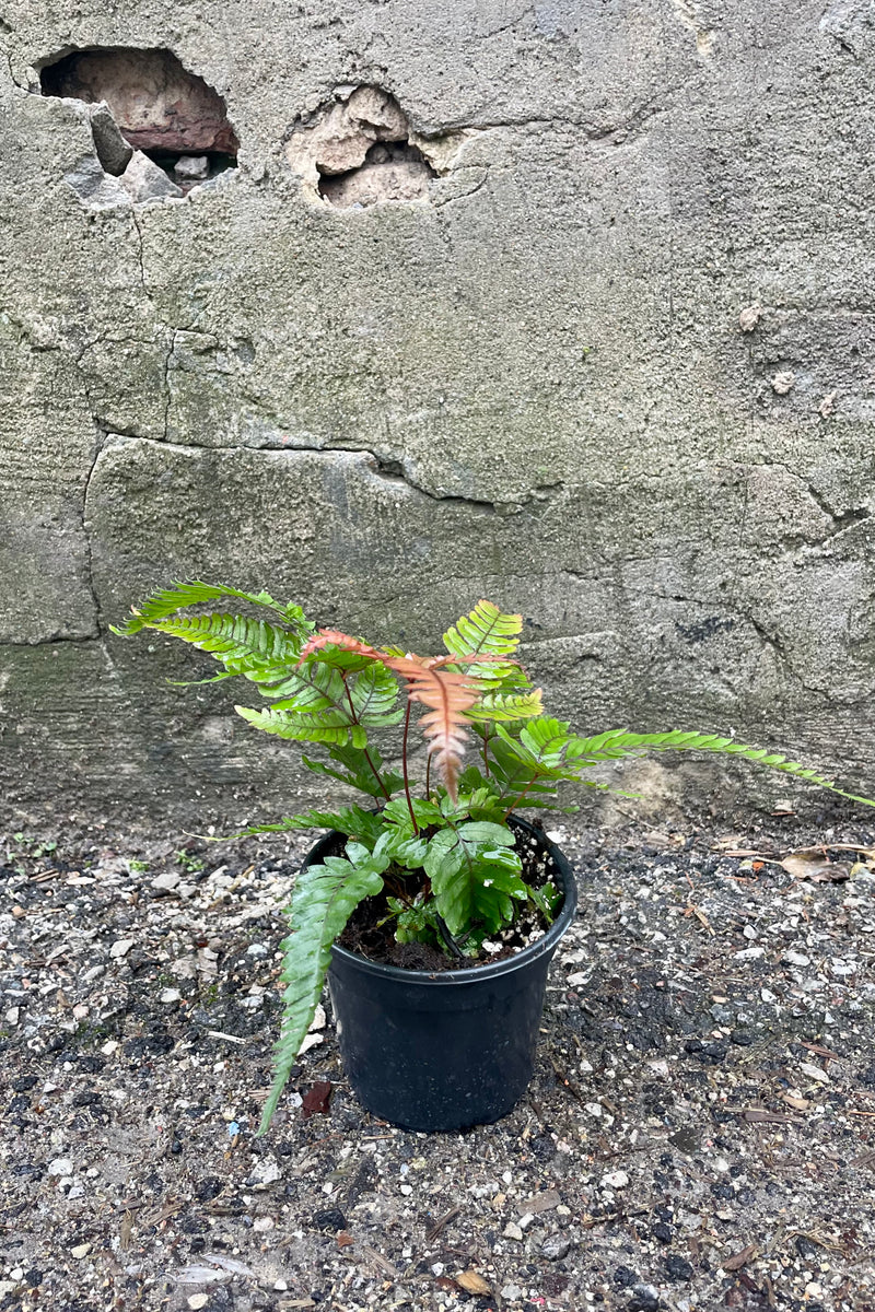 Fine green and golden foliage of the 'Tricolor' Pteris fern in a black pot against a cement background.