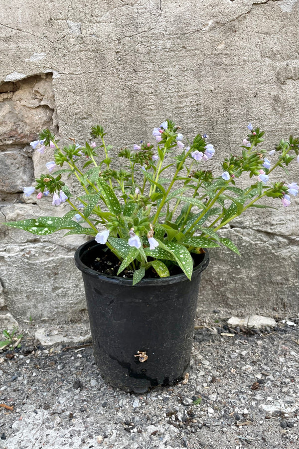 Pulmonary 'Roy Davison' in a #1 pot in May middle of bloom with its blue flowers and green with silver spotted leaves. 