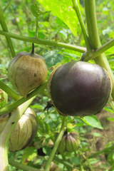 Purple Tomatillo plant with its fruit up close by Hudson Valley Seed Company