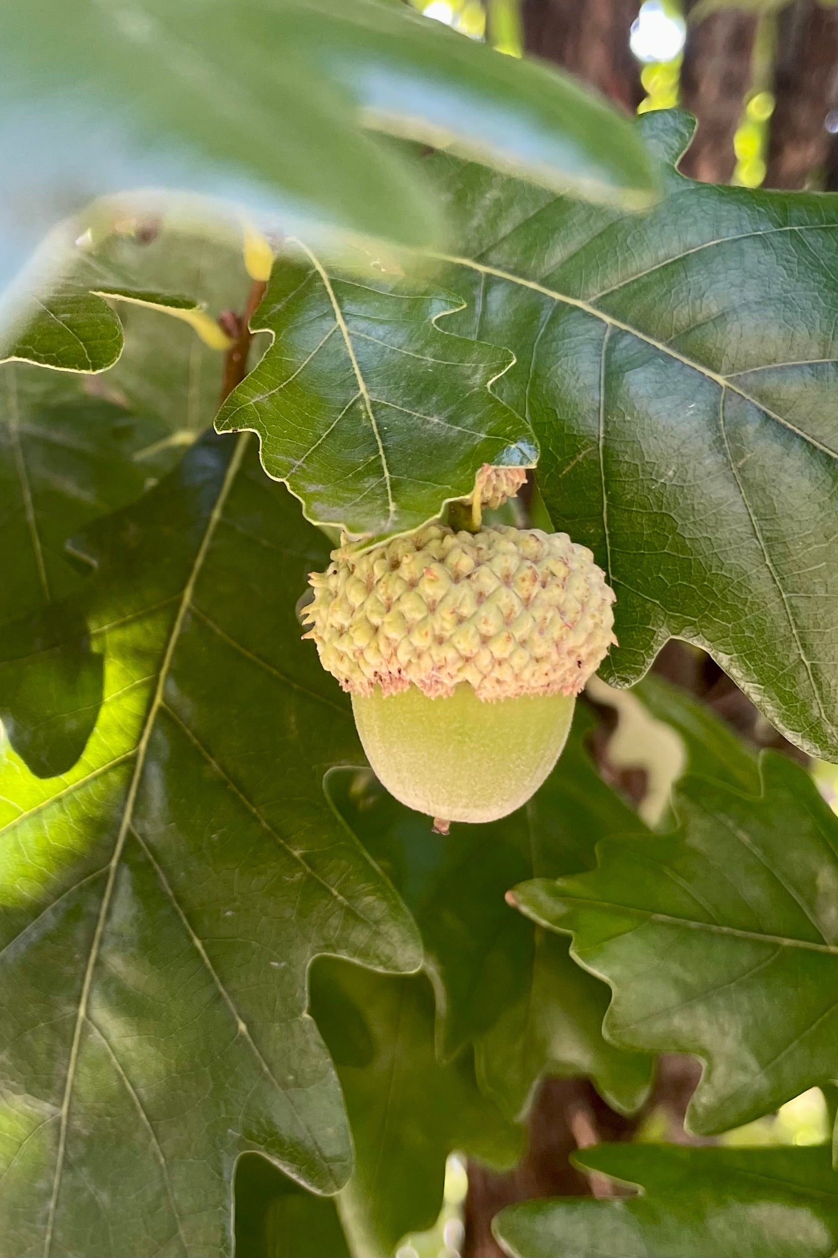 close photo of a green acorn among oak leaf foliage in early September. Quercus 'Royal Prince' ©Sprout Home