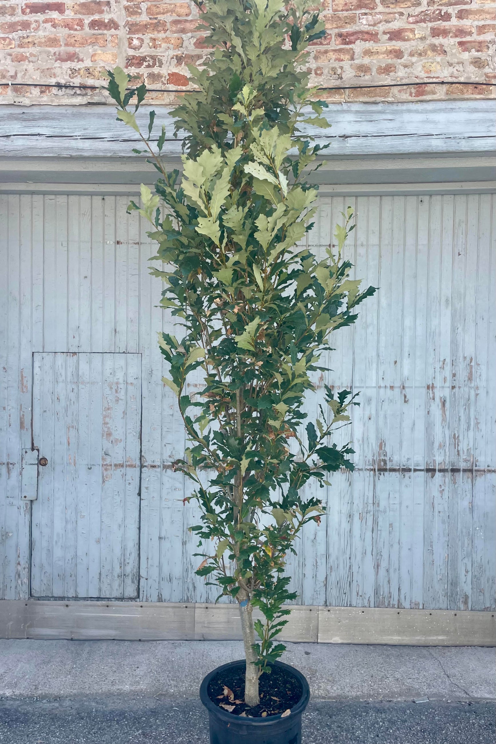 Photo of a columnar Oak tree 'Regal Prince' in front of a wooden wall ©Sprout Home