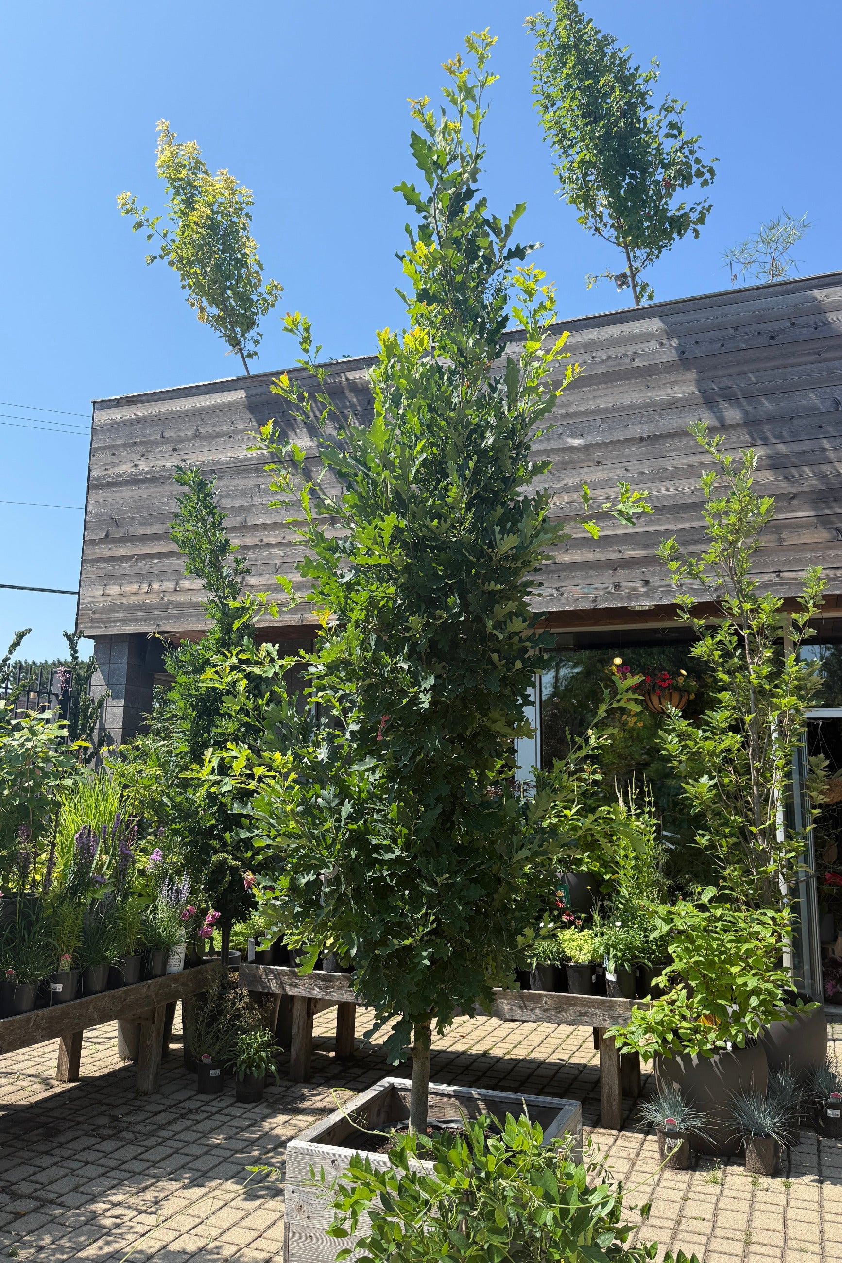 Quercus 'Crimson Spire' #25 outside the beginning of July ©Sprout Home