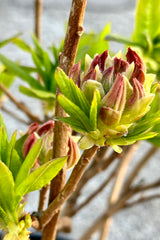 The flower buds starting to show some color the end of April on the Rhododendron "Mandarin Lights' Azalea in the Sprout Home yard.