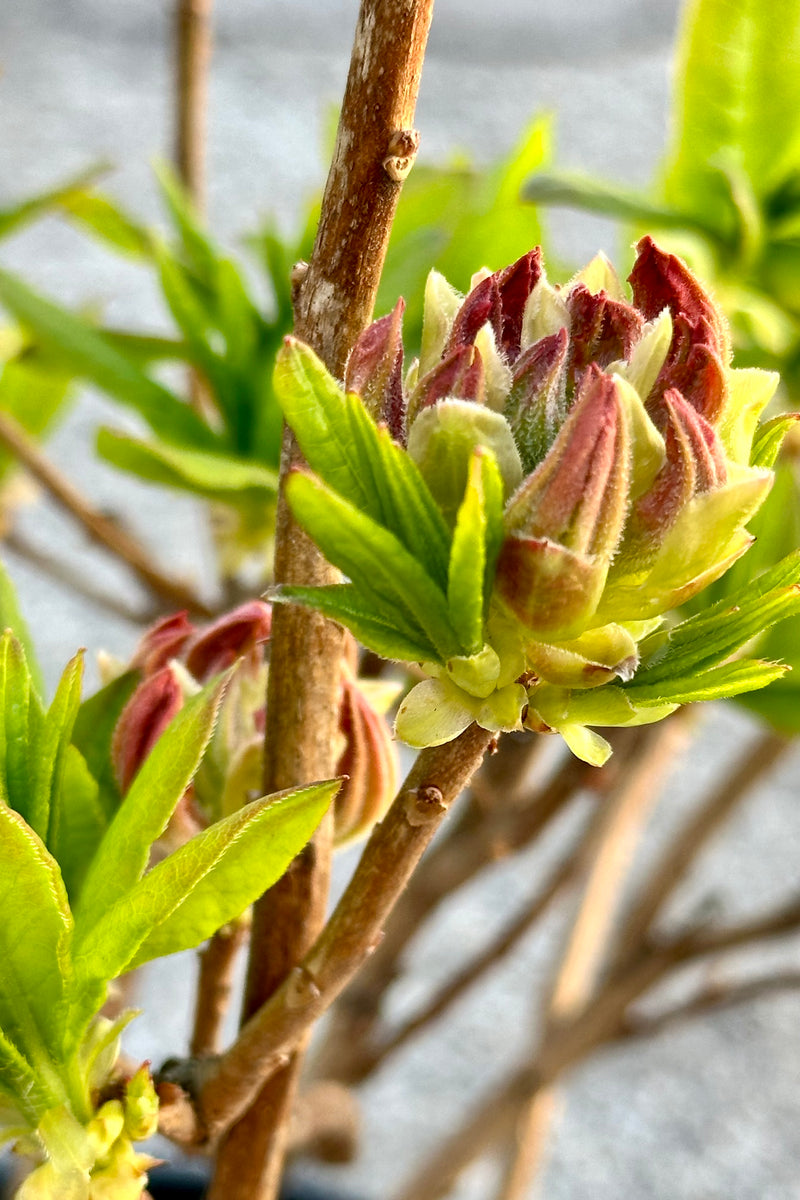 The flower buds starting to show some color the end of April on the Rhododendron "Mandarin Lights' Azalea in the Sprout Home yard.