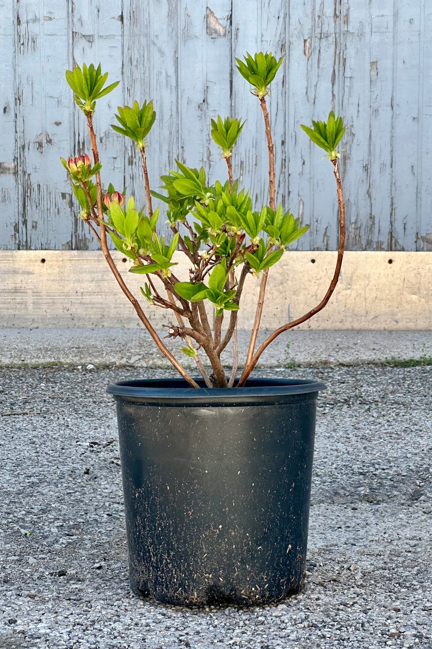 Rhododendron 'Mandarin Lights' Azalea in a #2 growers pot the end of April with flowers buds just starting to show color.   ©Sprout Home
