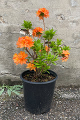 Rhododendron 'Mandarin Lights' Azalea shrub in a #2 growers pot in full bloom the beginning of May/