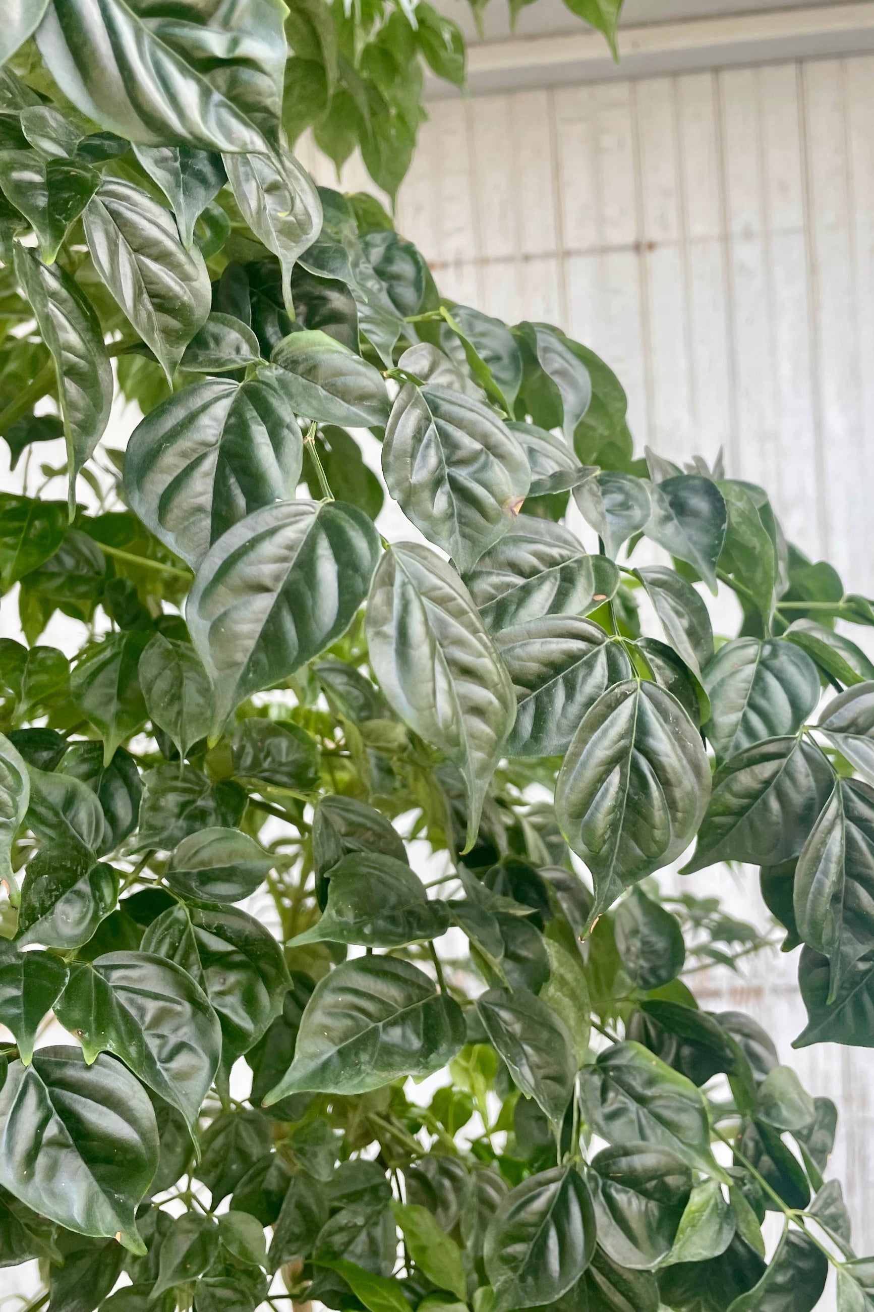 Close photo of small, glossy green leaves in front of a gray wall. The leaves belong to a Radermachera tree. ©Sprout Home