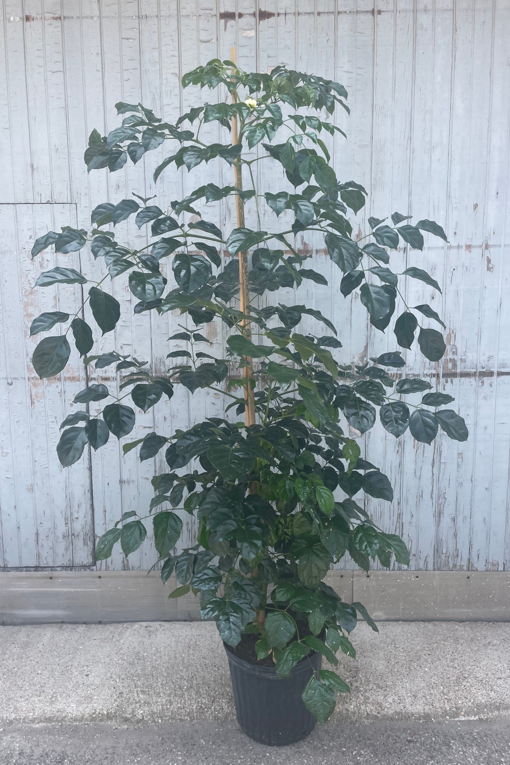 Photo of a plant with distinctly bipinnately compound leaves. It shows upright growth and leaves from the base to the top. It is shown in a black pot in front of a gray wall. The plant is Radermachera sinica or an "Emerald Tree" ©Sprout Home