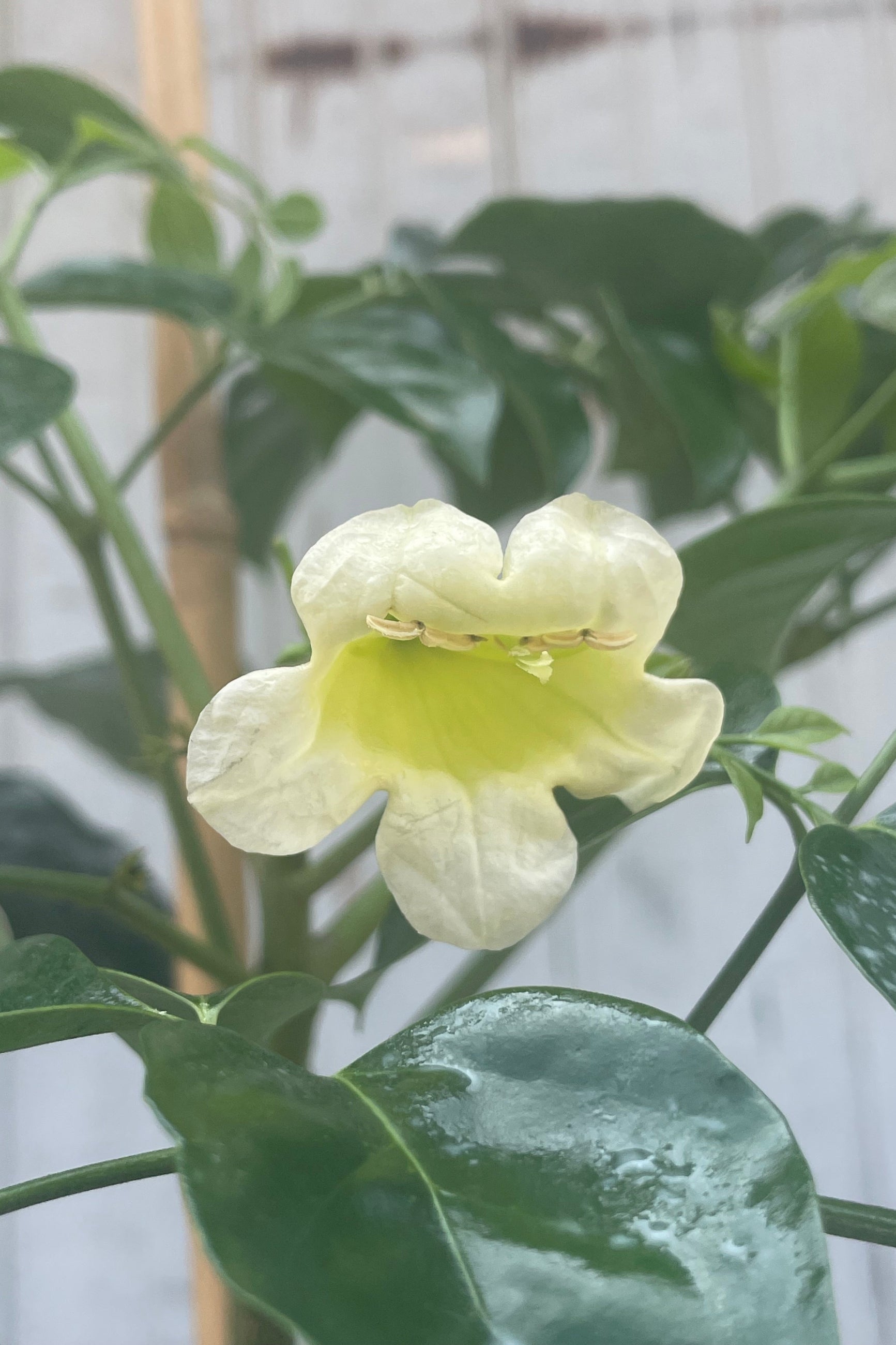 A close photo of a white flower with green leaves and a gray wall in the background. The plant is Radermachera sinica or an "Emerald Tree" ©Sprout Home