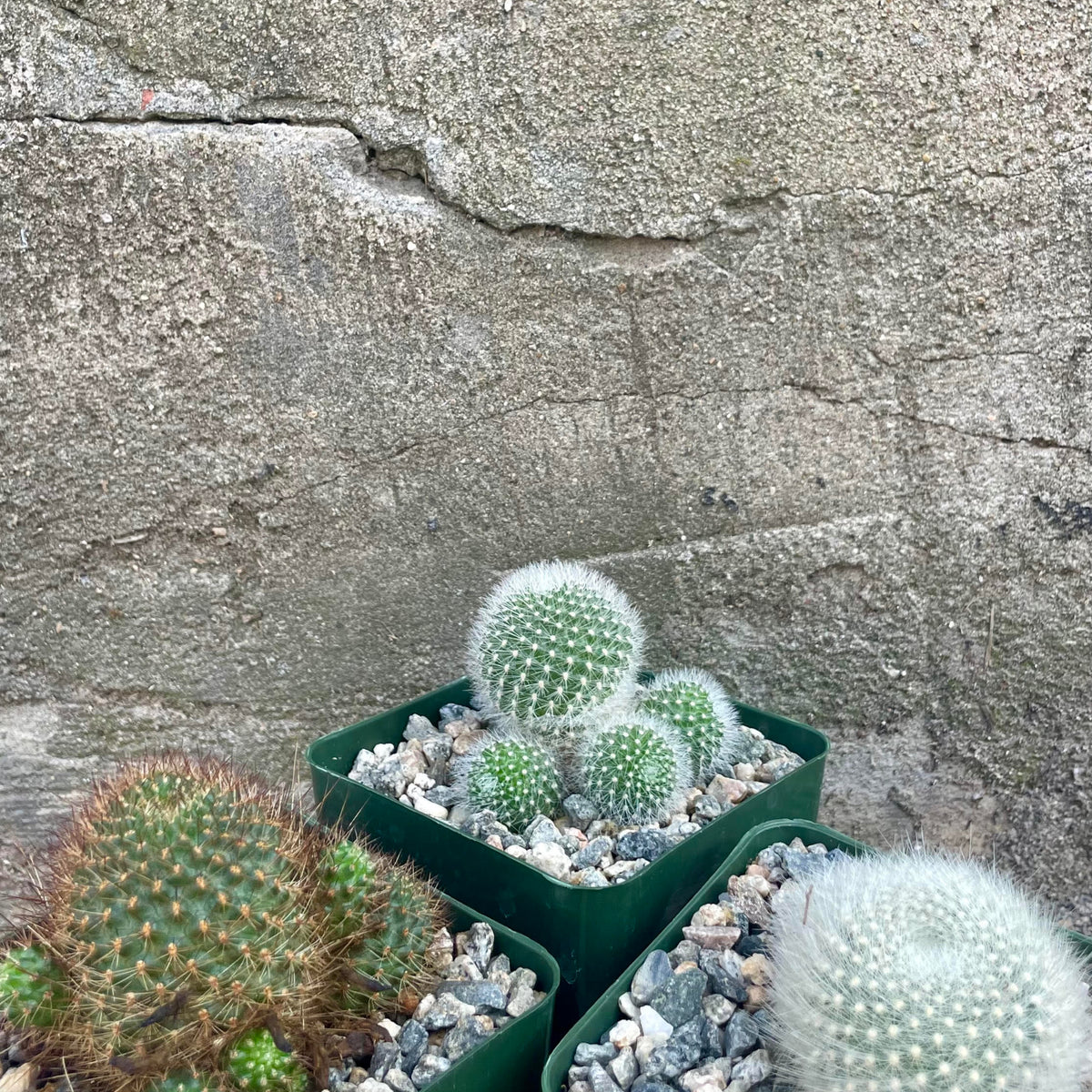 Rebutia 4