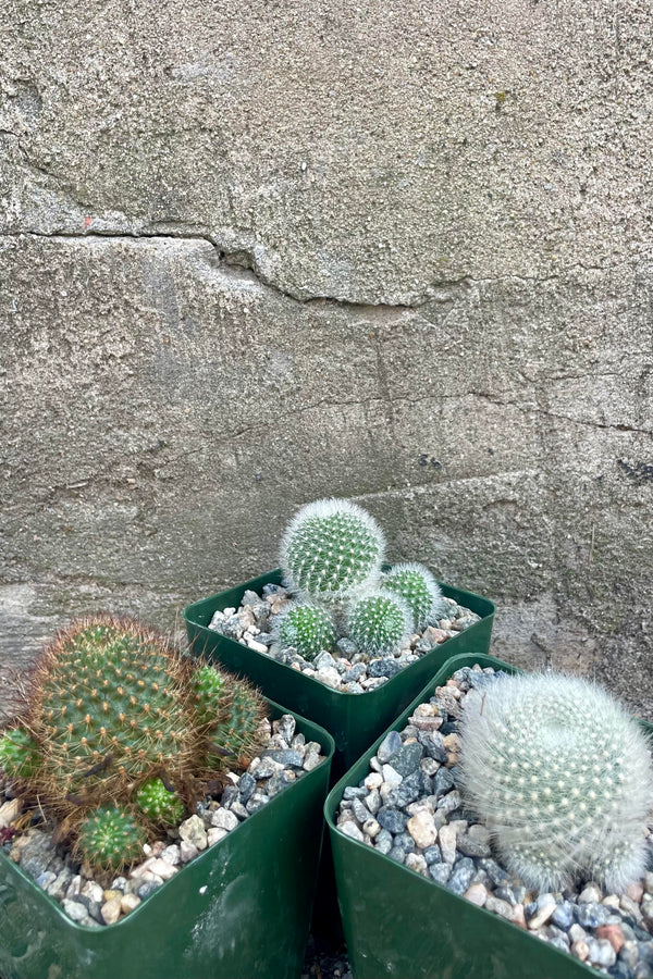 Photo of three cactus against a cement wall. Each cactus is in a green square pot topped with white and gray rocks. The Cacti are green with either grown or white spines and are round in shape with small round offsets growing around each plant. These are Rebutia Cactus.