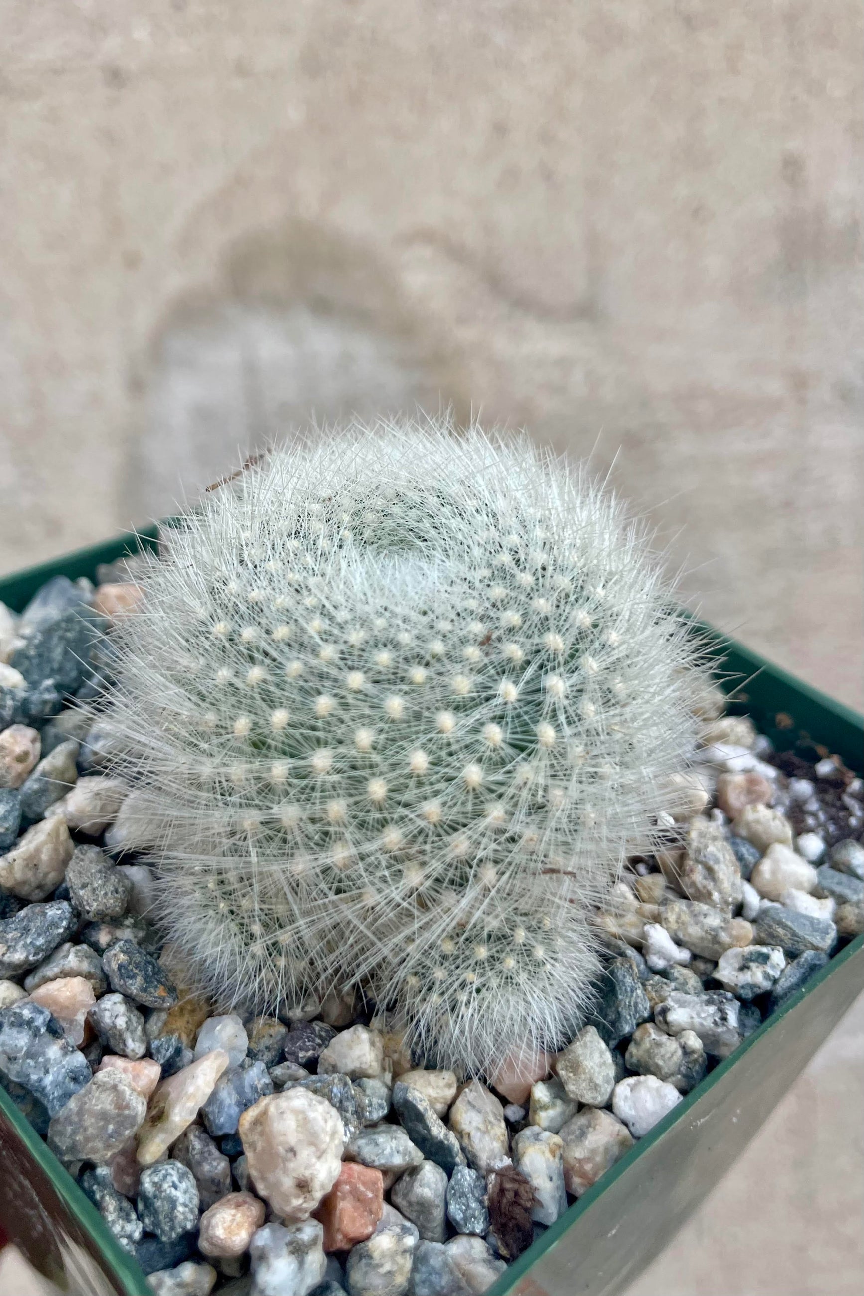 Photo of Rebutia Cactus surrounded by gravel against a cement wall. The plant is green white spines. ©Sprout Home