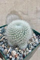 Photo of Rebutia Cactus surrounded by gravel against a cement wall. The plant is green white spines.