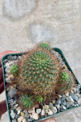 Photo of Rebutia Cactus surrounded by gravel against a cement wall. The plant is green brown spines.