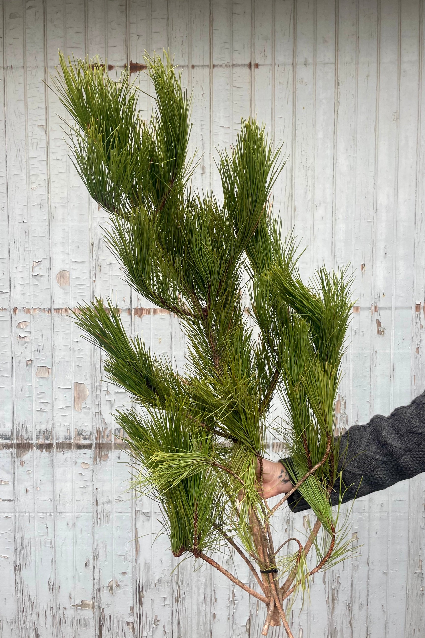 A photo of a hand holding a bundle of Red Pine branches against a gray wall. ©Sprout Home