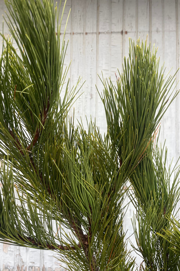 A photo of green Red Pine branches in front of a gray wall.