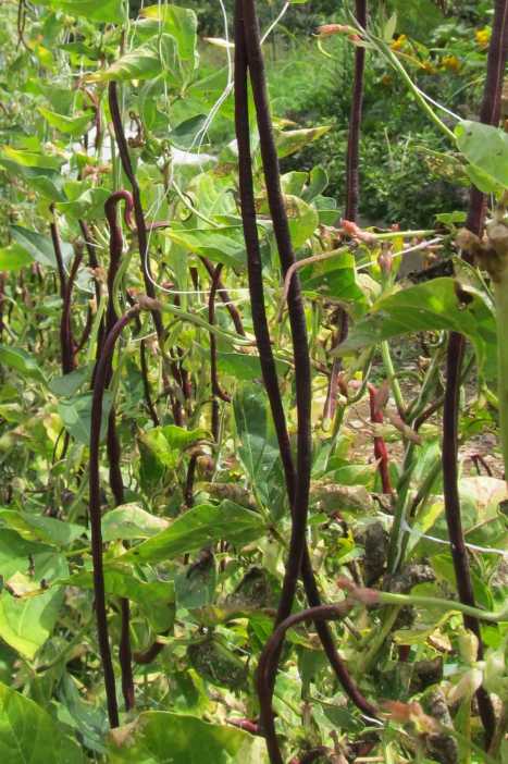Hudson Valley Seed Co. Noodle Pole Bean - Thumbnail 4