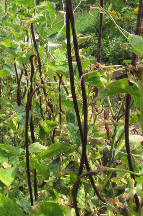 Red Noodle Bean Plant growing with the beans by Hudson Valley Seed Company.