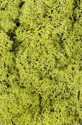 Reindeer Moss preserved Chartreuse by Supermoss.