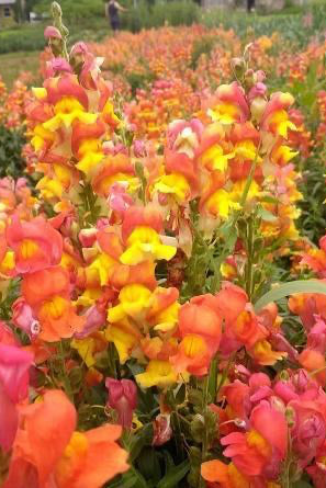 Colorful Rembrandt Snapdragon flower field with pink, yellow, and orange flowers. ©Hudson Valley Seed Co.