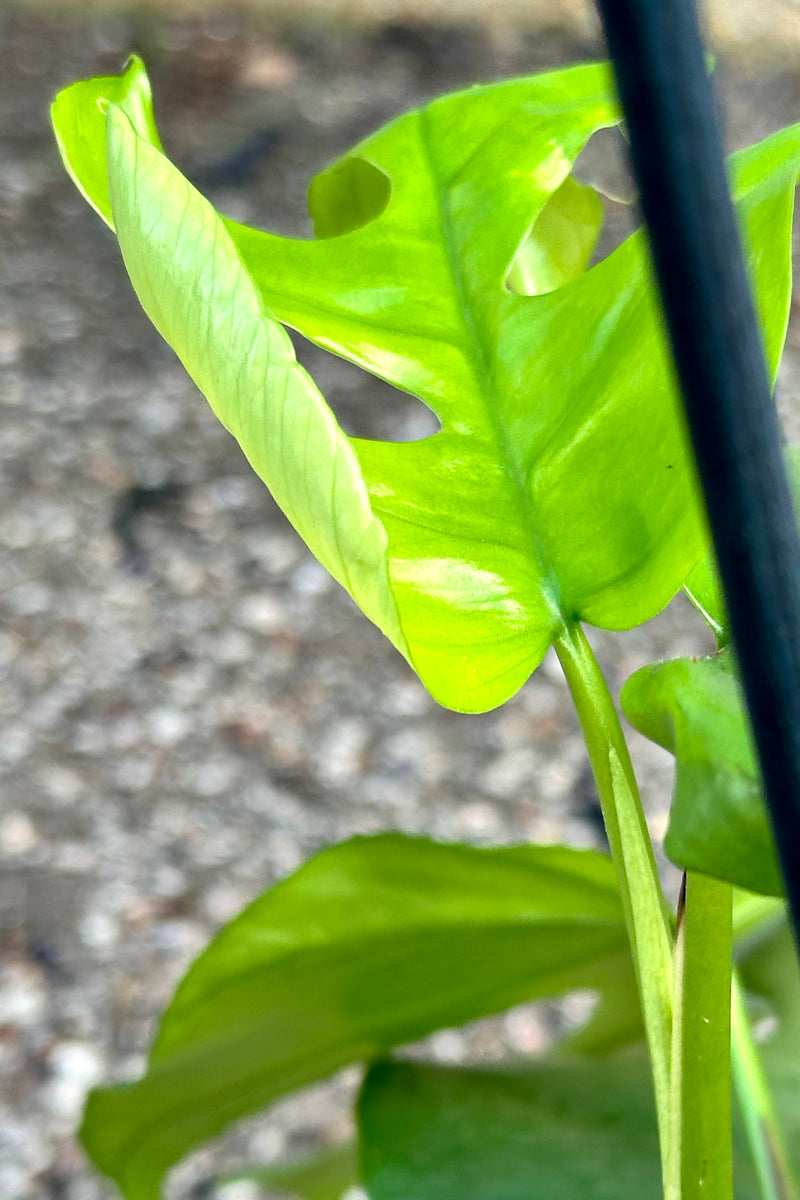 a close up the hole like leaves of the Rhapidophora tetrasperma plant.