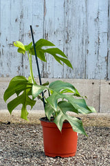 Rhapidophora tetrasperma in a 6" growers pot in front of a wood wall at Sprout Home. 