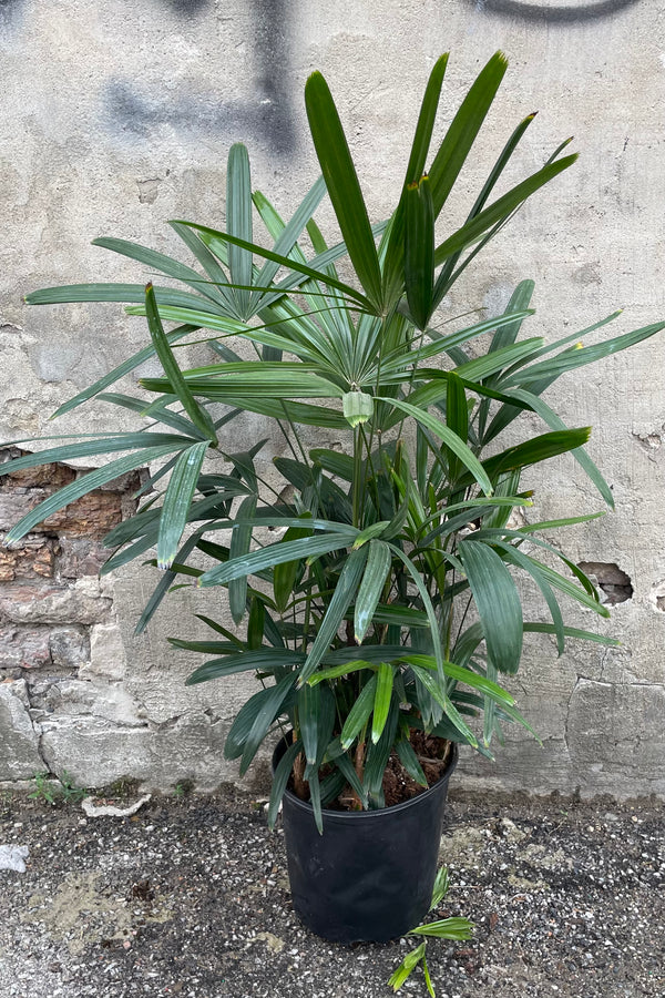 Reaps excelsa in a #3 growers pot with its green hand shaped lanced leaves 
