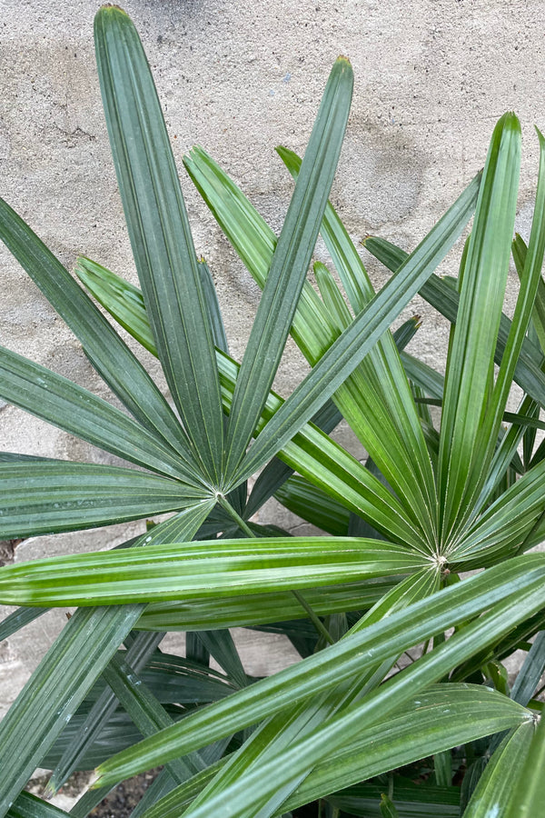 Detail picture of the green hand shaped leaves of the Rhapis excelsa