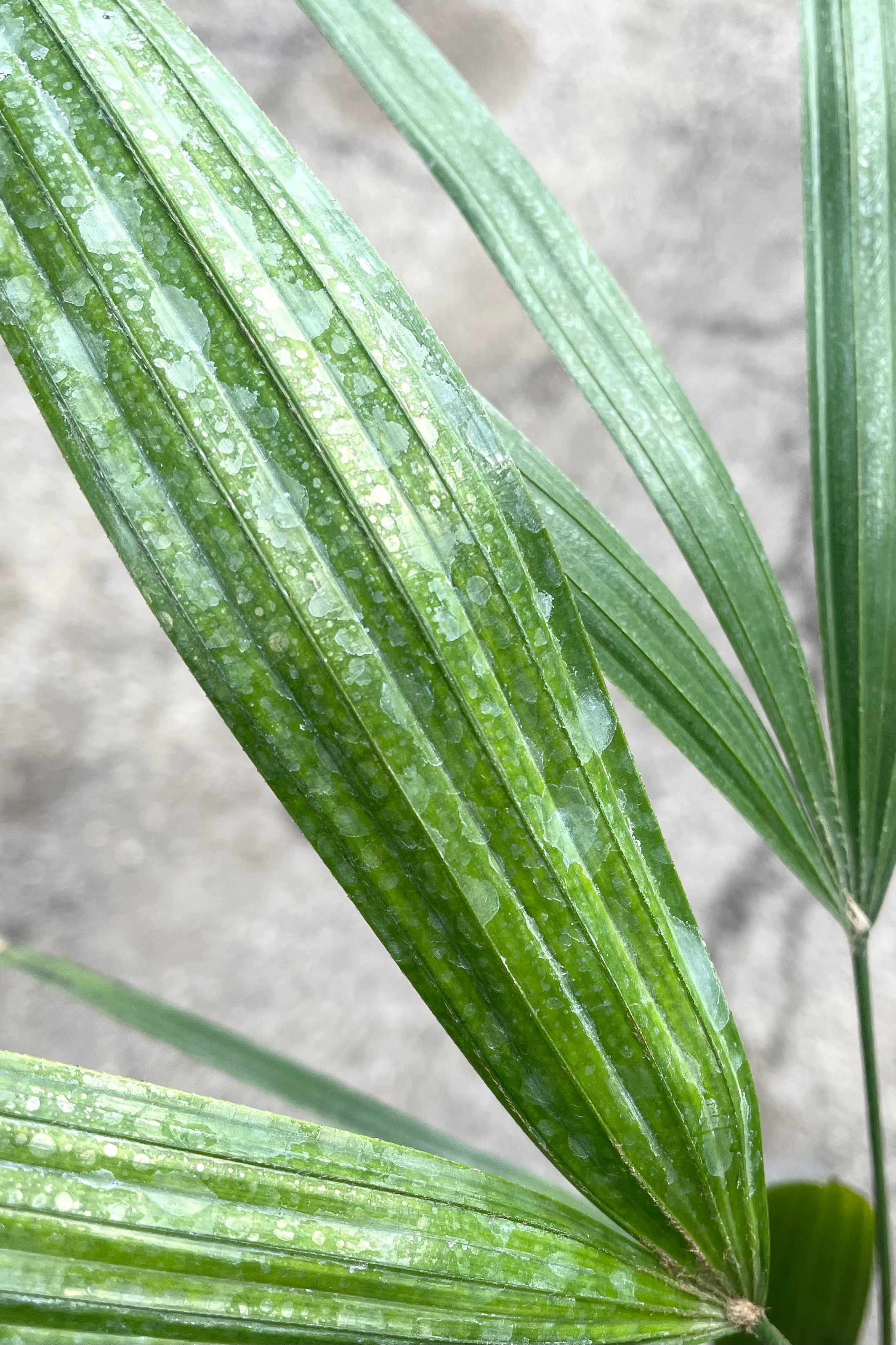 A detailed view of Rhapis excelsa 4" against concrete backdrop